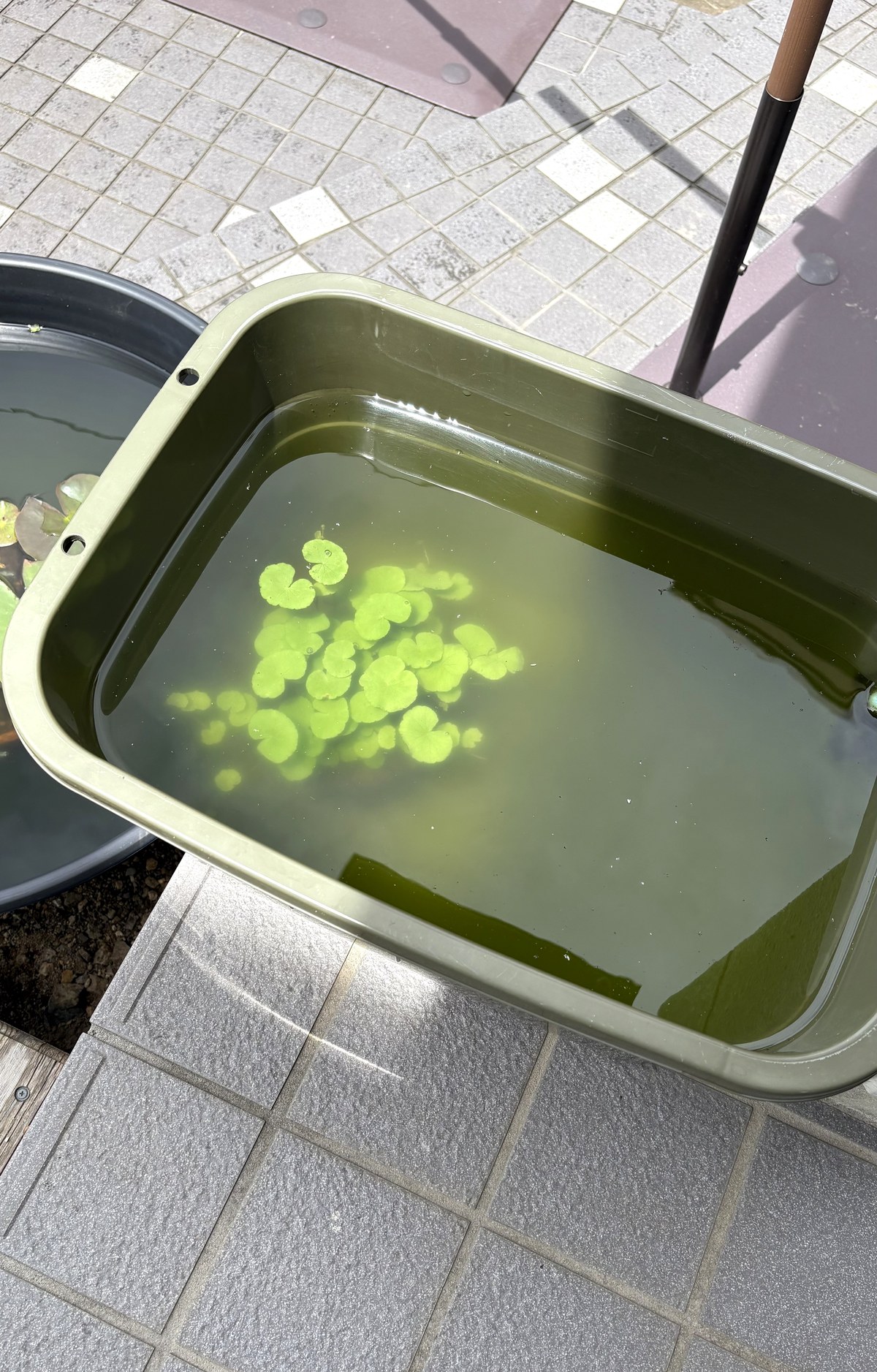 メダカを育てていた、もとの容器