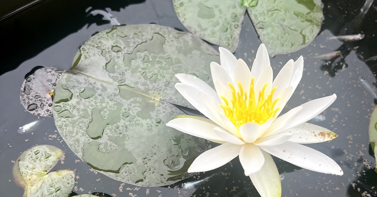 メダカと睡蓮鉢のある暮らし。娘と土や水にふれる、癒しの時間