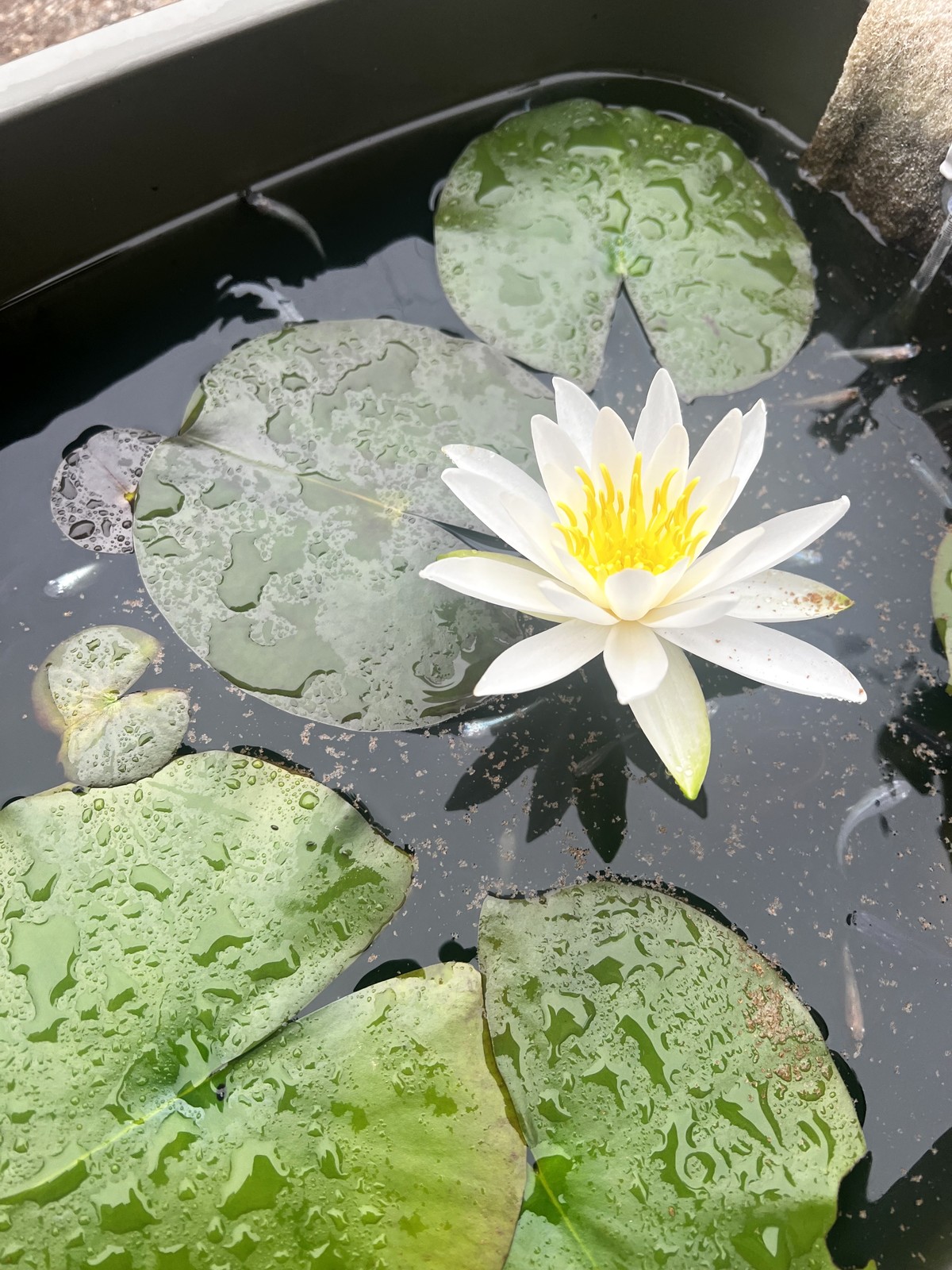 もとの容器で5月に咲いた睡蓮の花