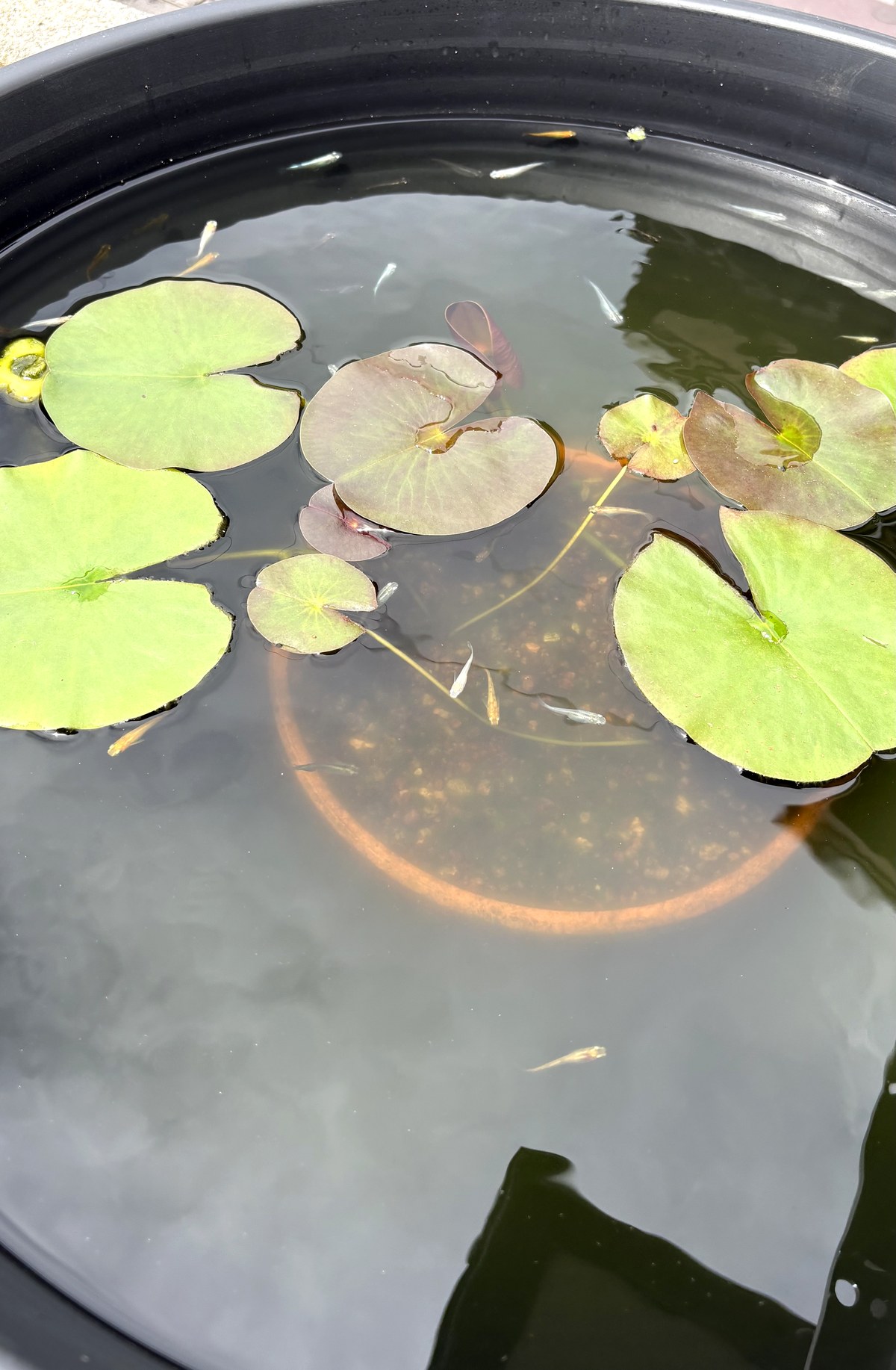 できあがった睡蓮鉢とメダカたち